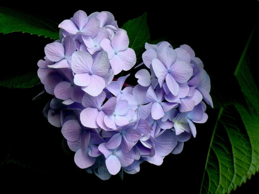 432925 (a): :1600x1200